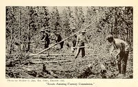 Scouts Assisting Forestry Commission