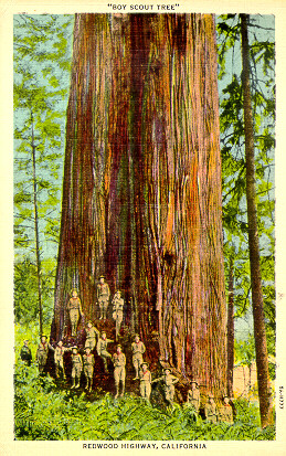 Boy Scout Tree Redwood Highway