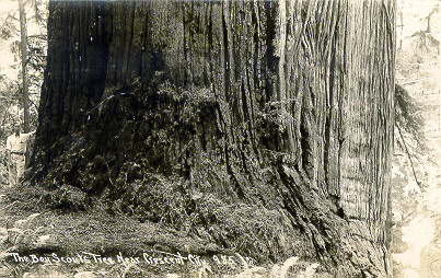 Boy Scout Tree Redwood Highway