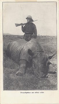 Rhinoceros