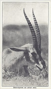 Antelope
