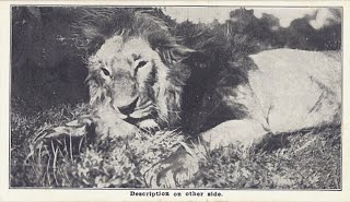 Lion